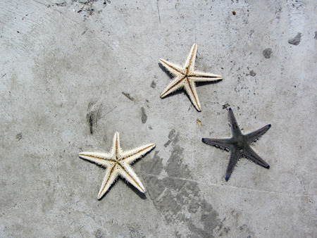 Three Starfish dead on cement ground