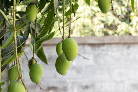 Mango is also in the bouquetの写真素材