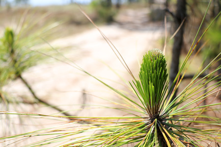 Pinus merkusiiの写真素材