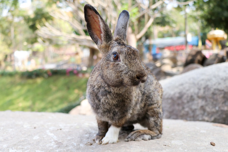 Rabbit resting on a rock showの写真素材