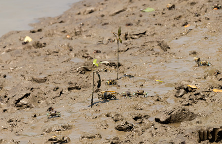 Fiddler crabs in mangrove forestの写真素材