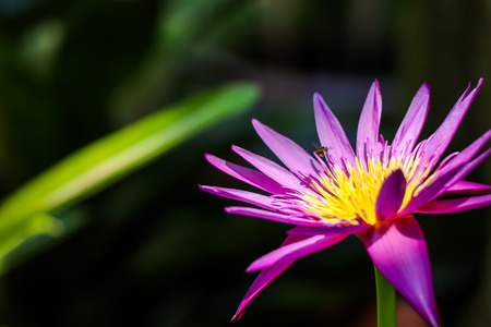 purple lotus flower bloom and green leafの写真素材