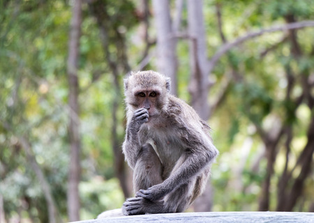 Long-tailed macaque, Macaca fascicularis,monkey look at me