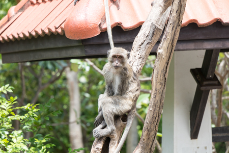 Long-tailed macaque, Macaca fascicularis,monkey look at me