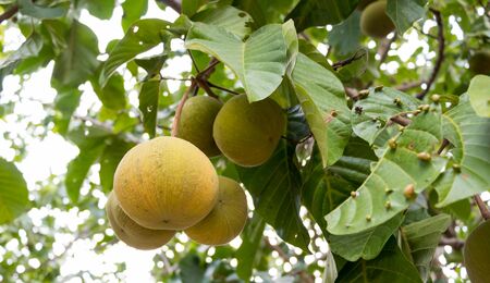 Meliaceae fruit on tree