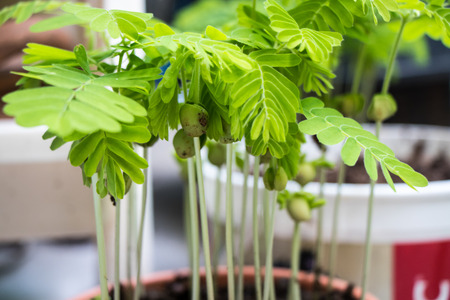 young plant new born Tamarind treeの写真素材