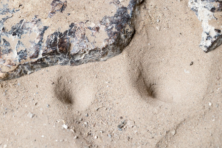 Antlion nest ,Monster Under the Earthの写真素材