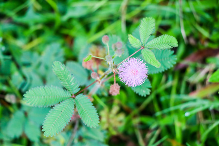 Mimosa pudica flower In the yardの写真素材