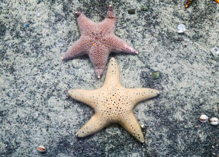 Starfish on sand in fish tank