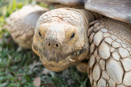 Sulcata Tortoise (Geochelone sulcata) eating grass in the lawnの写真素材