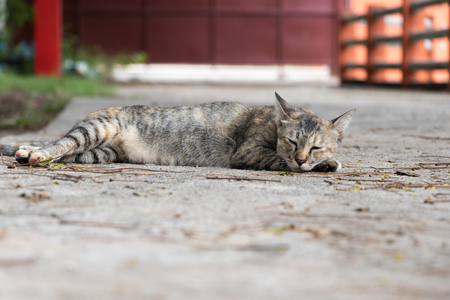 Cat are sleeping comfortably on the bedの写真素材