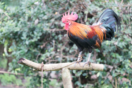 beautiful bantam chicken is on the stumpの写真素材