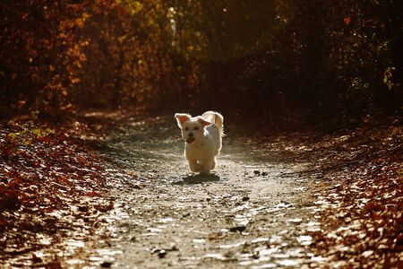 Maltese dog running in autumn forestの写真素材