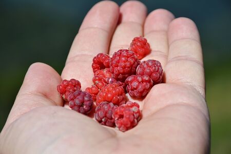 handful of raspberries close upの写真素材
