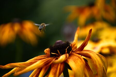 bee hovering above yellow flowerの写真素材