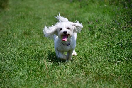 Maltese dog running on grassの写真素材
