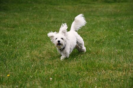 Maltese dog running on grassの写真素材