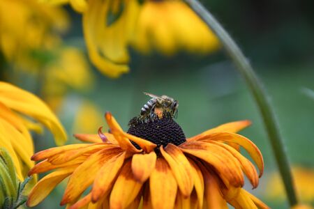 bee on yellow flowerの写真素材