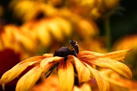 bee on yellow flowerの写真素材