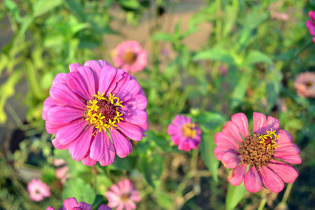 Sunflower Pinkの写真素材