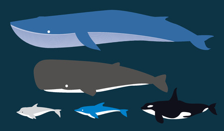 Dolphinwhale vector illustration.のイラスト素材