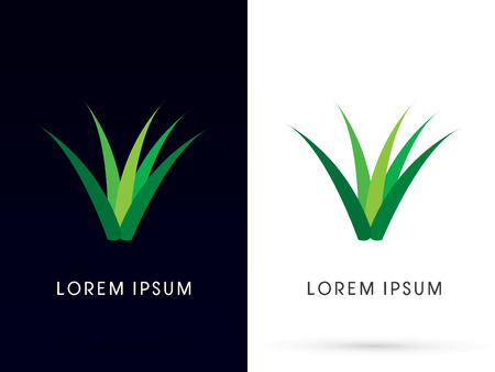 Herb, grass, aloe vera , plant ,logo, symbol, icon, graphic, vector.のイラスト素材