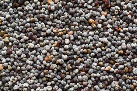 closeup of poppy seedsの写真素材