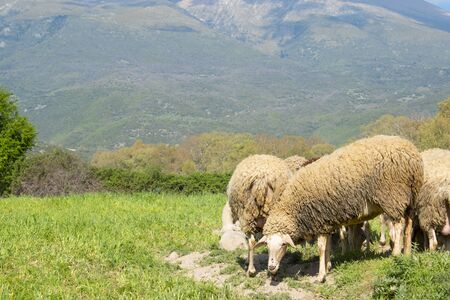 Sheeps in a meadow in the mountains