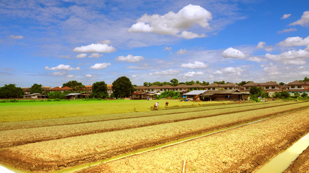 Agricultural fertilizers organic vegetable garden or planting lettuce landscape have a nice sky and cloud with a ditches around and font of hut and village.の写真素材