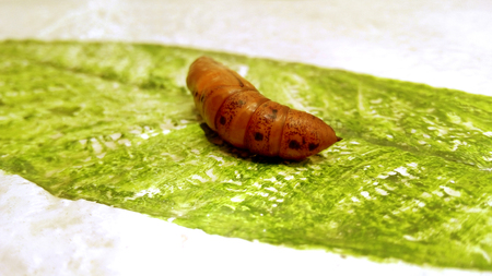 Chrysalis on leaf paintings floor