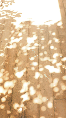 Blur background shiny leaves on wooden floor and sunlight.の写真素材