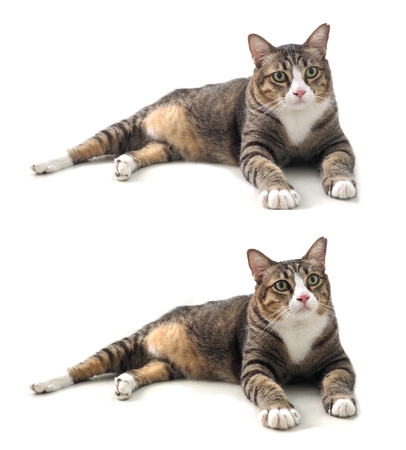 Fat cat gaze looking at font with some thing, She has fluffy fur 3 color, Photo animate 2 step of head moving, isolate on white background .の写真素材