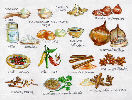 Spices raw materials cooking watercolor painting in paper texture 300GSM isolate.の写真素材