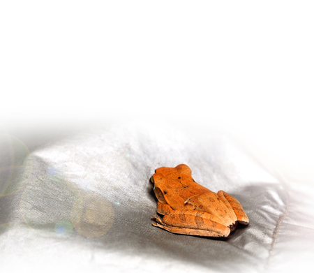 White background Macro photo focus at back texture of baby orange frog has copy space and white background fade and lens flare, Find in my house Thailand Asia.の写真素材