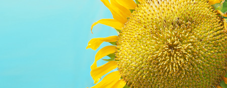 Sunflower yellow color on blue background and close up photo.の写真素材