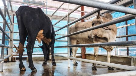 Cow black and white, male and female in the stall at Thailand.の写真素材