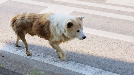 Arctic wolf mix street dog brown and white color walking alone on the road alone in Bangbuathong Thailand, Has copy space, Photo speed shutter focus select at head.の写真素材