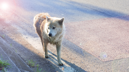 Arctic wolf mix street dog in Bangbuathong Thailand walking on the road alone, Photography lens...