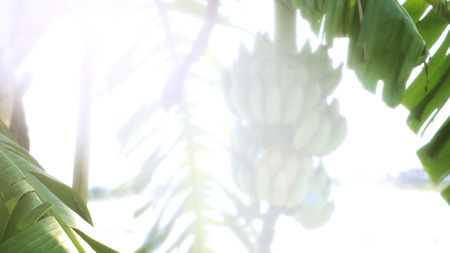 Background abstract banana plant agriculture and nature of fruit concept has free space at center is white lighting computer graphic design.の写真素材