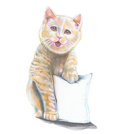 Cat present to promote product packaging advertise design pencil color stroke drawn has clipping paths, Isolate on white background.の写真素材