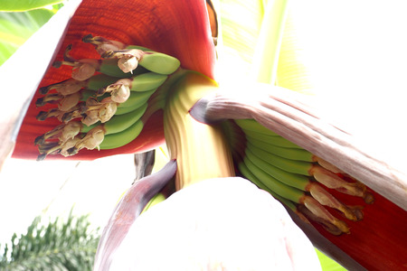 Banana fruit has new 2 hand out put from blossom on the tree zoom in, From garden house.の写真素材