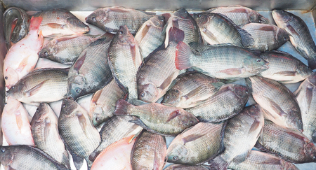 Many Nile tilapia fresh fish or Oreochromis niloticus on sale in stainless steel pickup at Thailand...