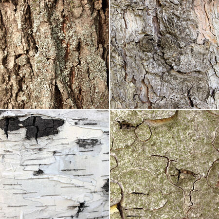 Bark of different trees  Set of textures 