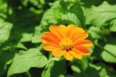 Lonely orange flower on an indistinct green background の写真素材