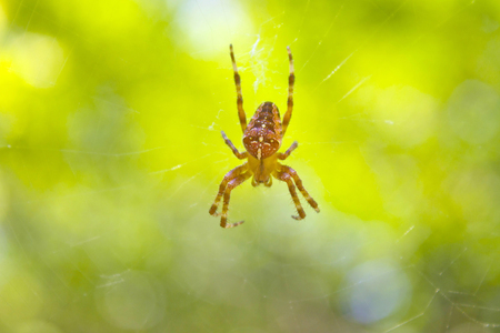 Small spider and spiderweb on a blurred background.の写真素材