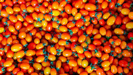 Solanum lycopersicum L. var. cerasiformeの写真素材