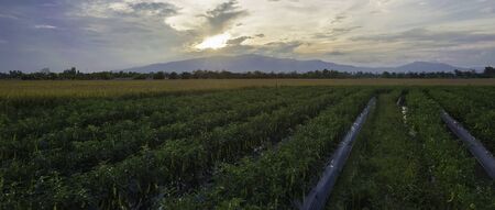chili fieldの写真素材
