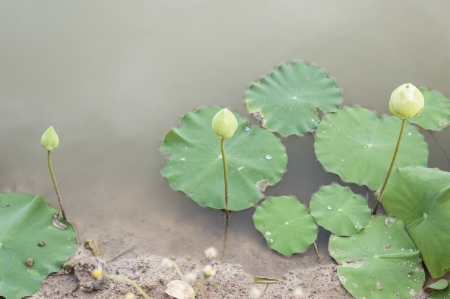lotus in lakeの写真素材