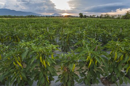 chili fieldの写真素材