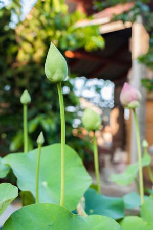 lotusの写真素材